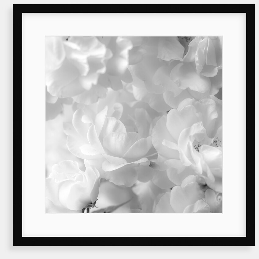 Roses by Assaf Frank